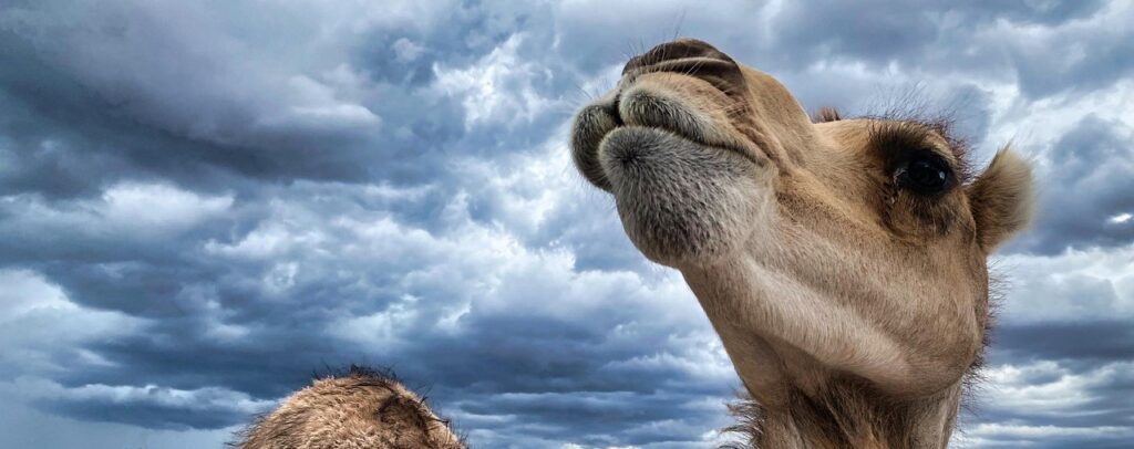 התמודדות עם אנשים קשים בארגון- ניהול משברים אגדה אסטרטגיה